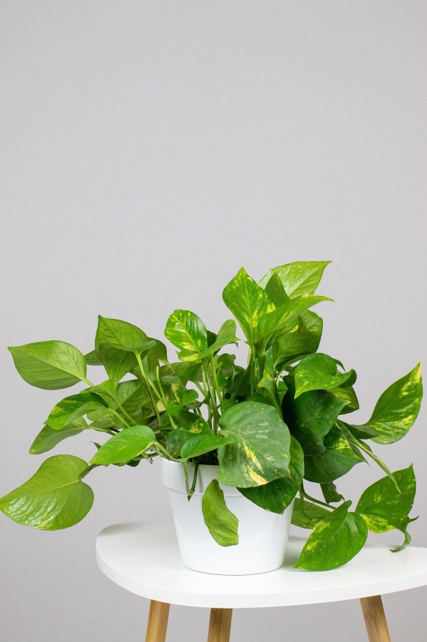 Devils Ivy